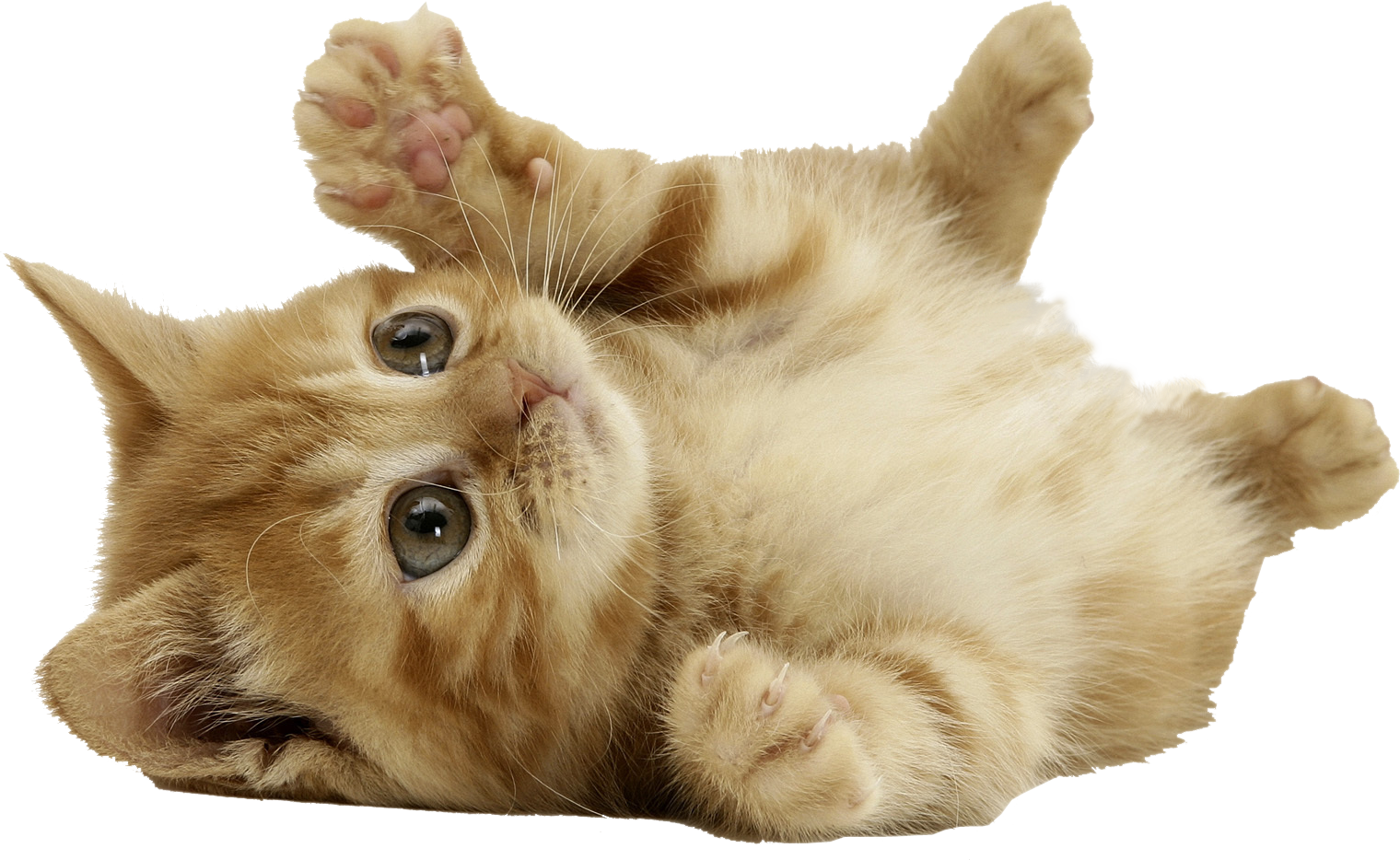 Cute cat decoration