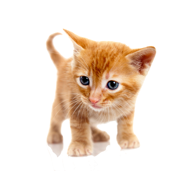 Decorative Sticker